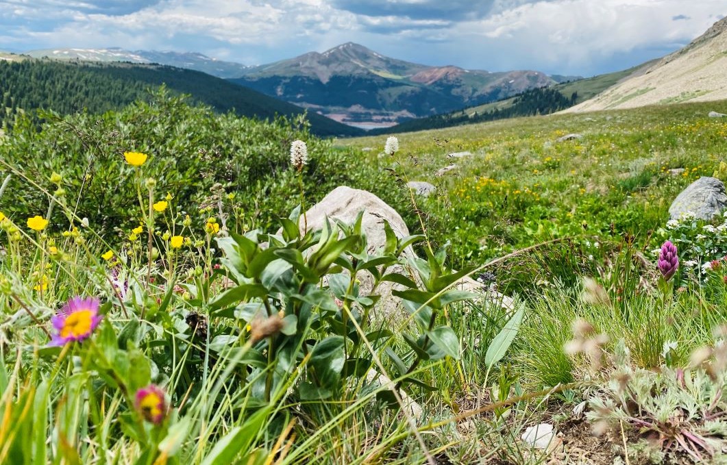 Alpine HAbitats Maddi Schink